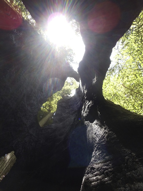 Finding perspective in the hollow of a tree